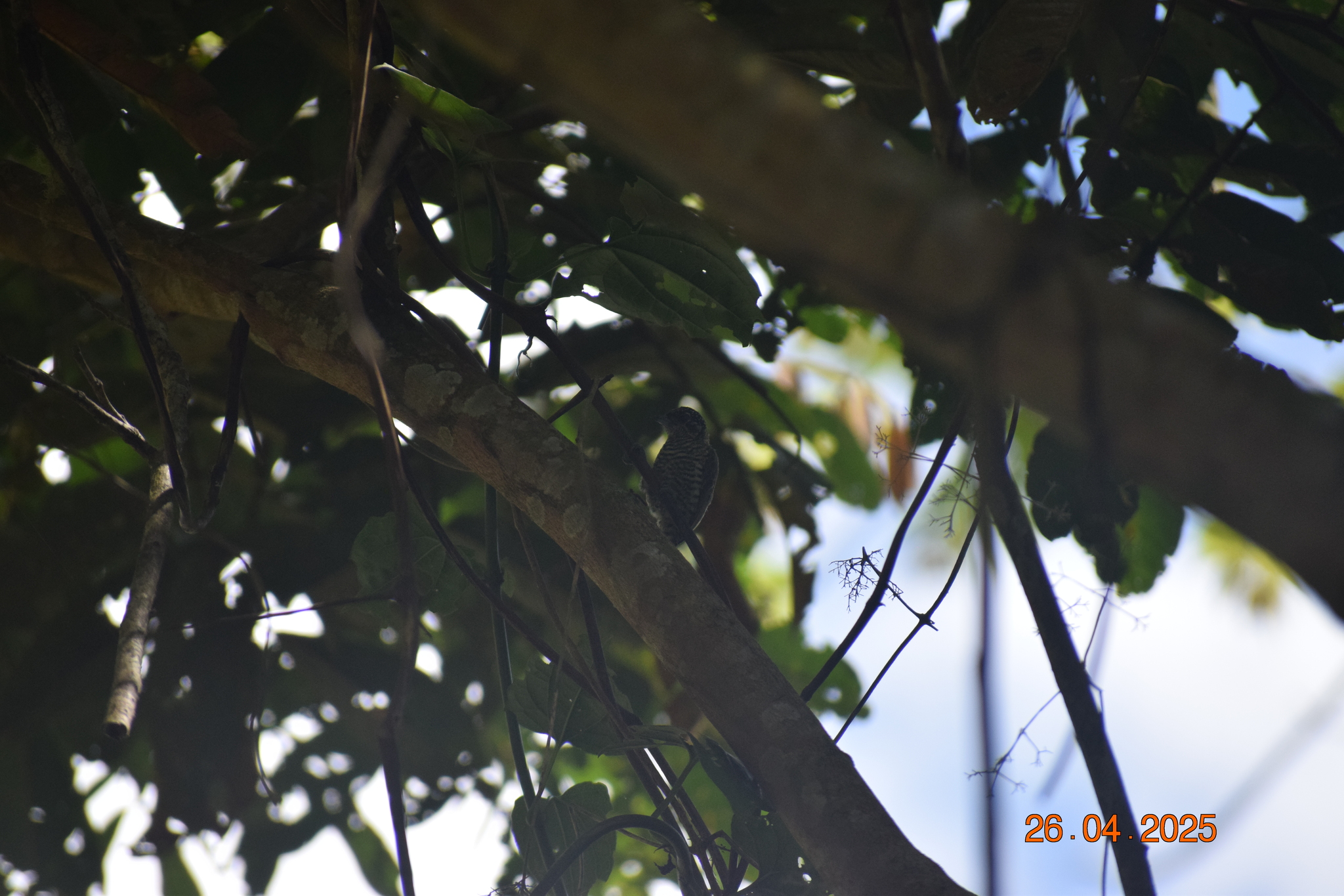 Lafresnaye's Piculet (Picumnus lafresnayi), photo 3