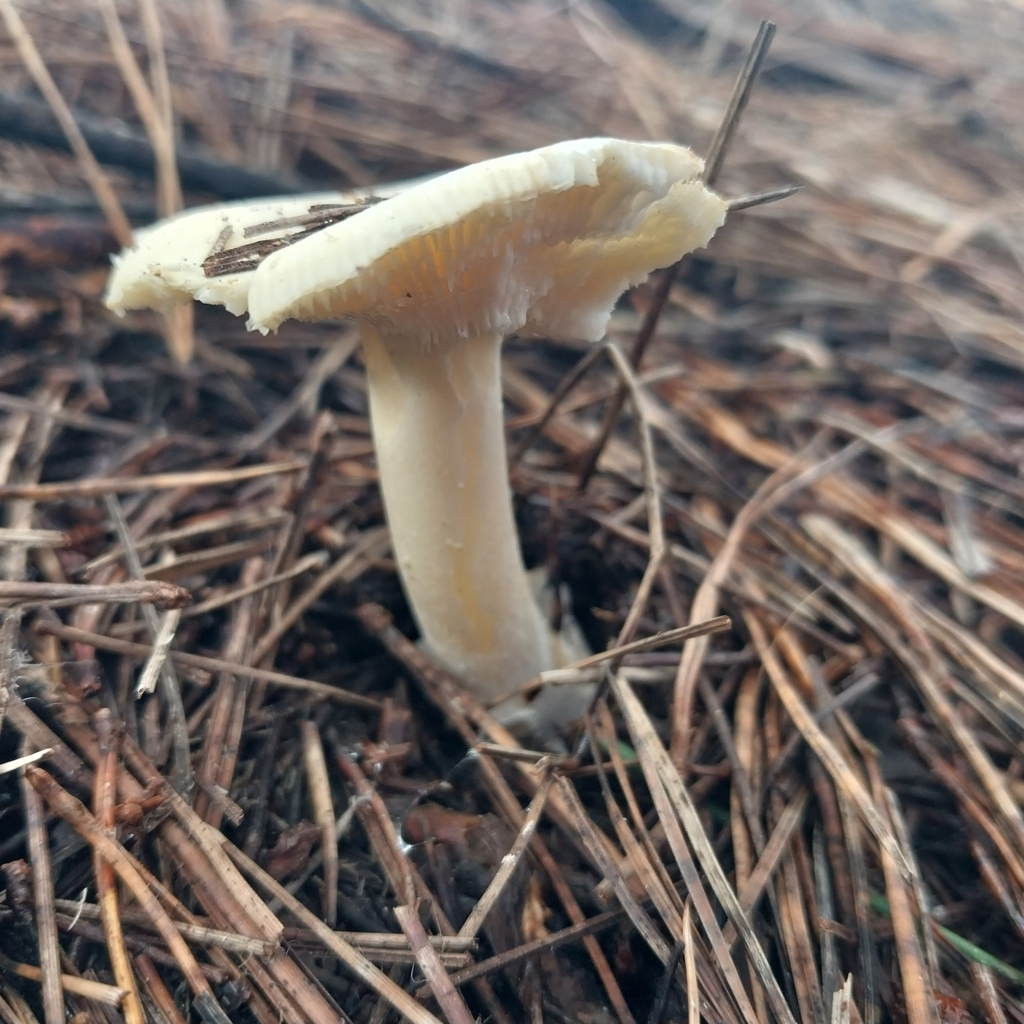Amanita junquillea · July 2025 · photo: © kiwialli (iNaturalist, cc-by)