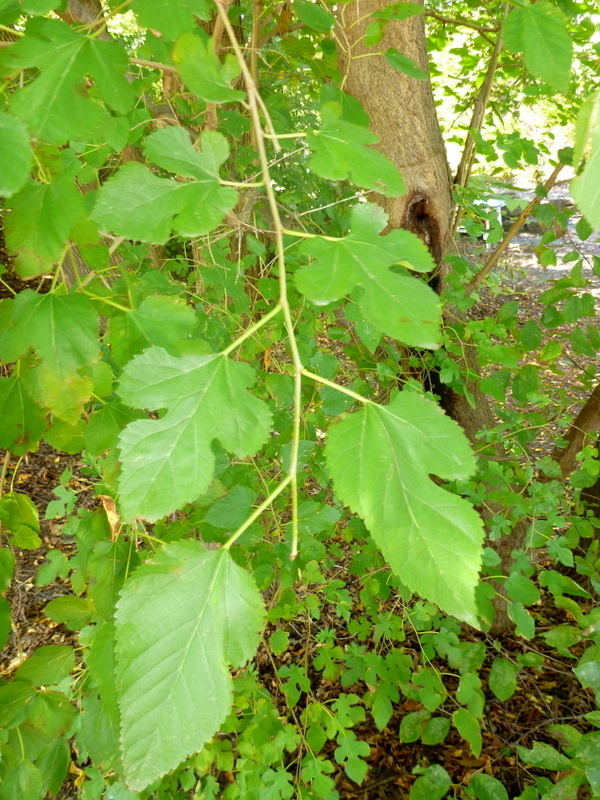 White Mulberry (Invasive Exotic Plants of North Carolina) · iNaturalist