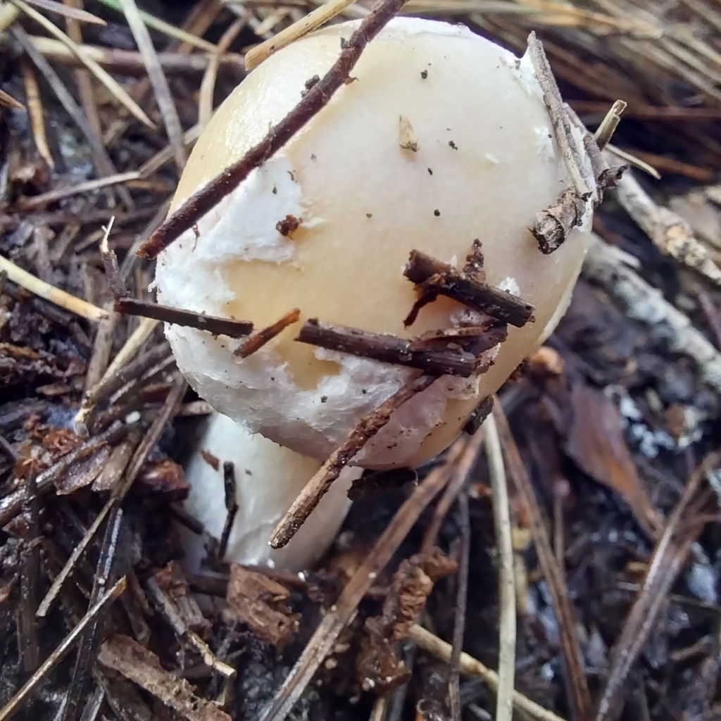 Amanita junquillea · July 2025 · photo: © kiwialli (iNaturalist, cc-by)