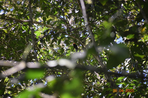 Round-tailed Manakin (Ceratopipra chloromeros), photo 3