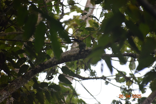 Chestnut-tipped Toucanet (Aulacorhynchus derbianus)