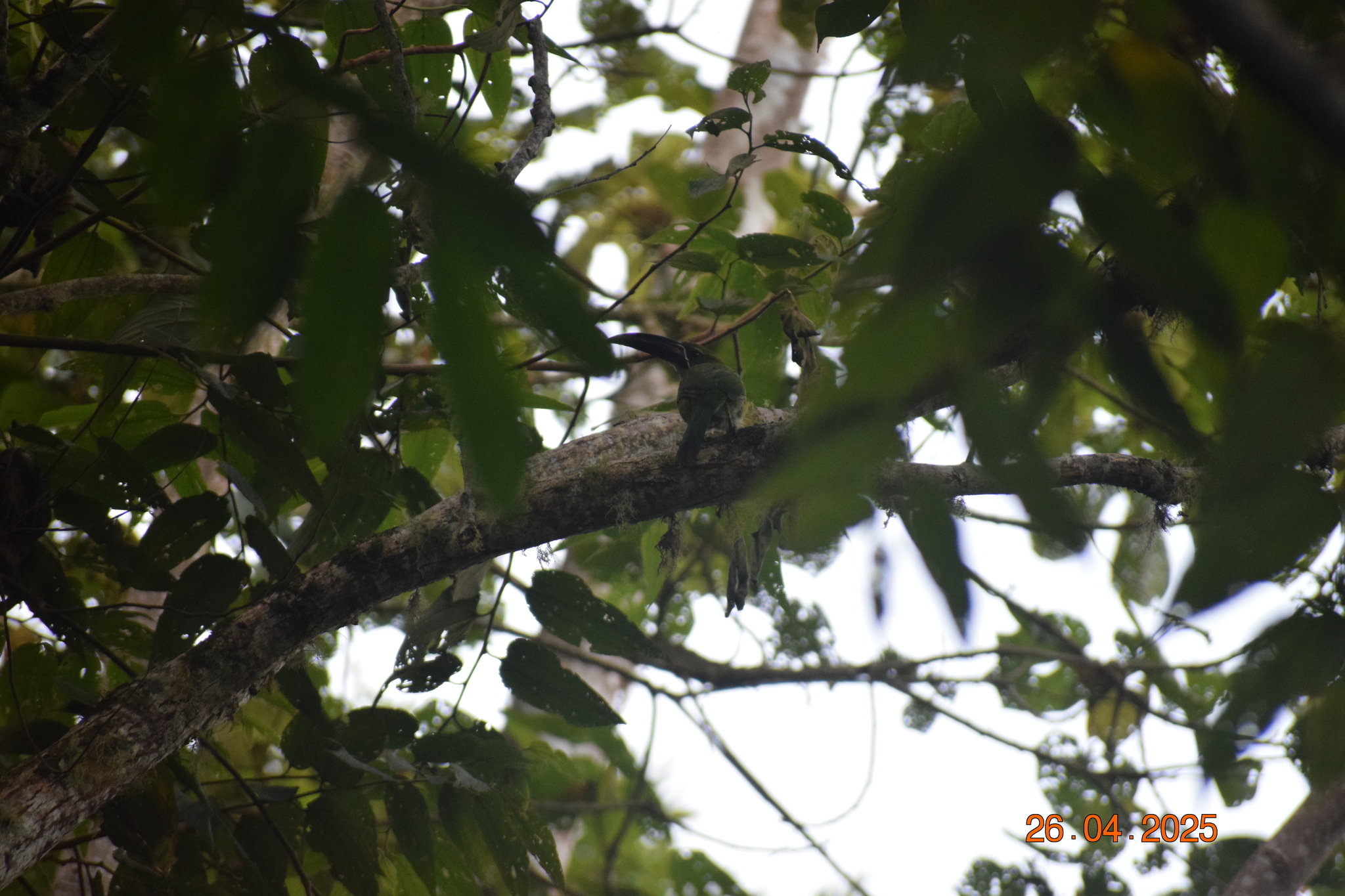 Chestnut-tipped Toucanet (Aulacorhynchus derbianus), photo 1