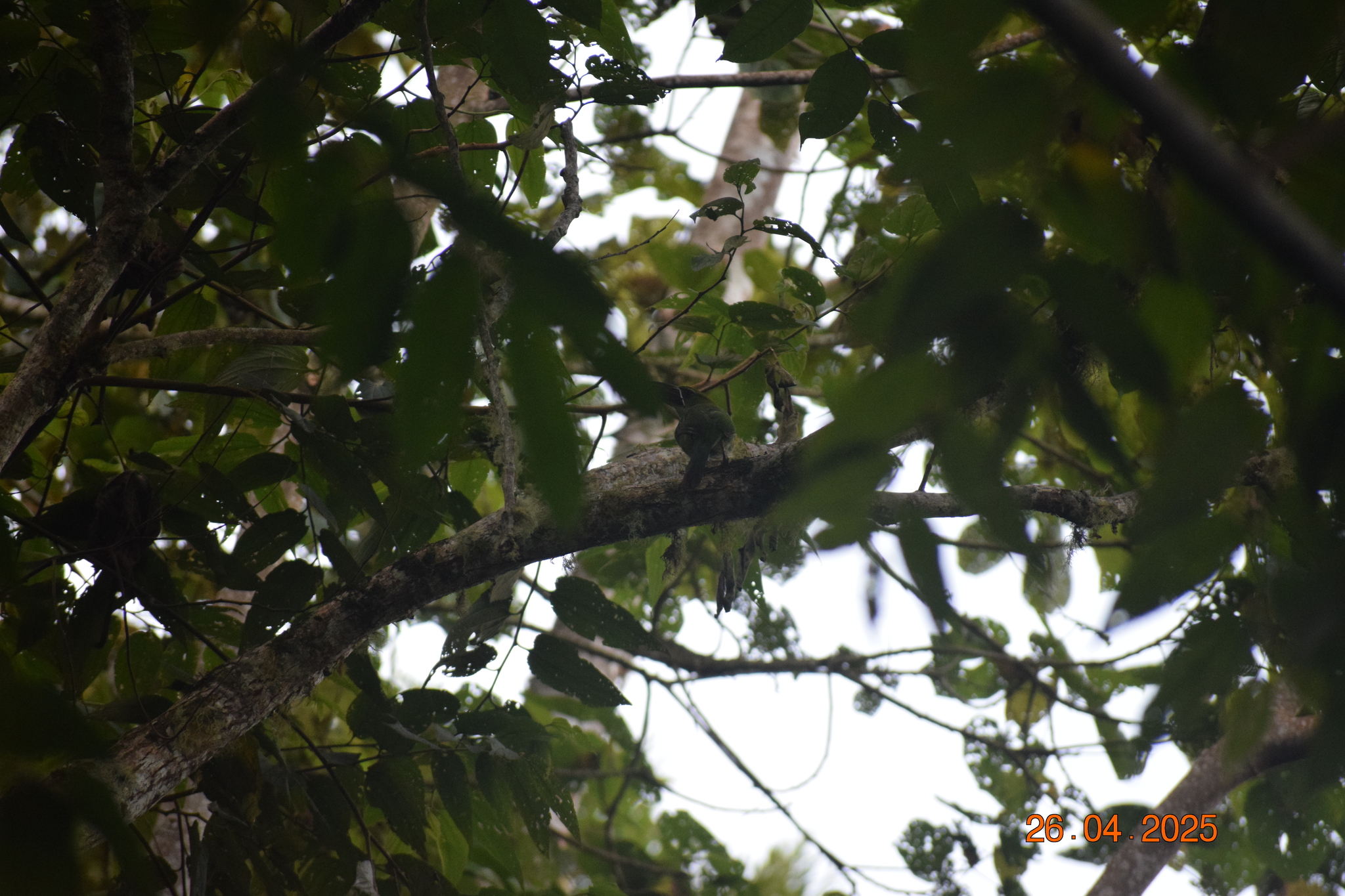 Chestnut-tipped Toucanet (Aulacorhynchus derbianus), photo 2