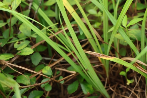 Carex laticeps iNat (3)