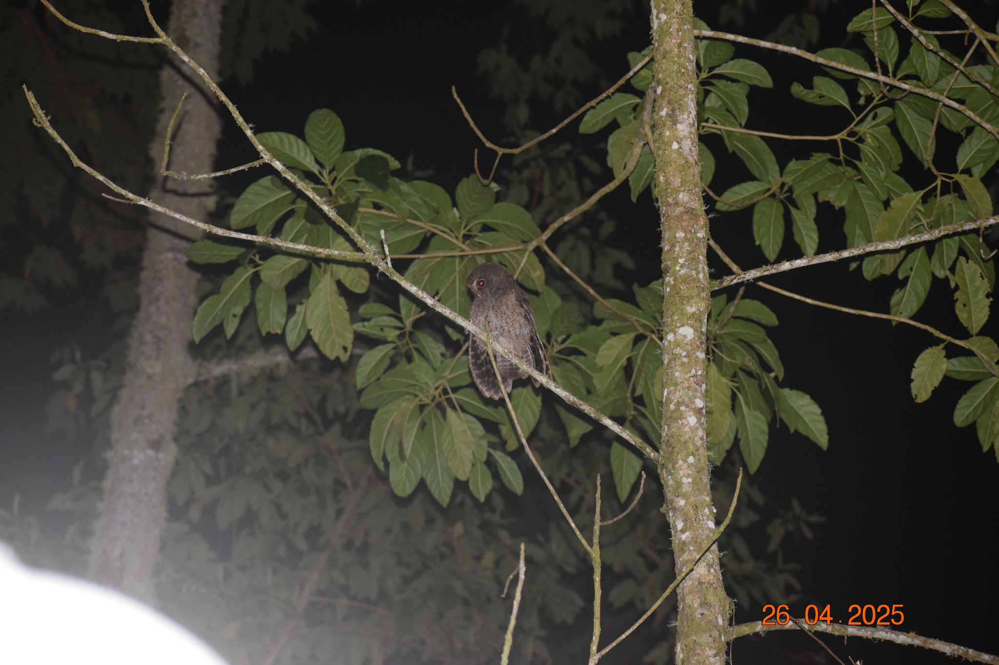 Rufescent Screech Owl (Megascops ingens), photo 7