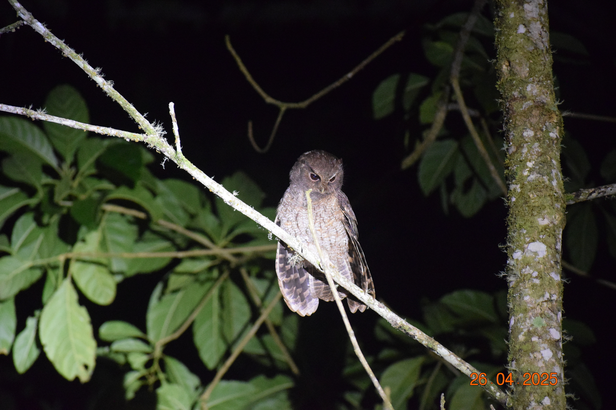 Rufescent Screech Owl (Megascops ingens), photo 6