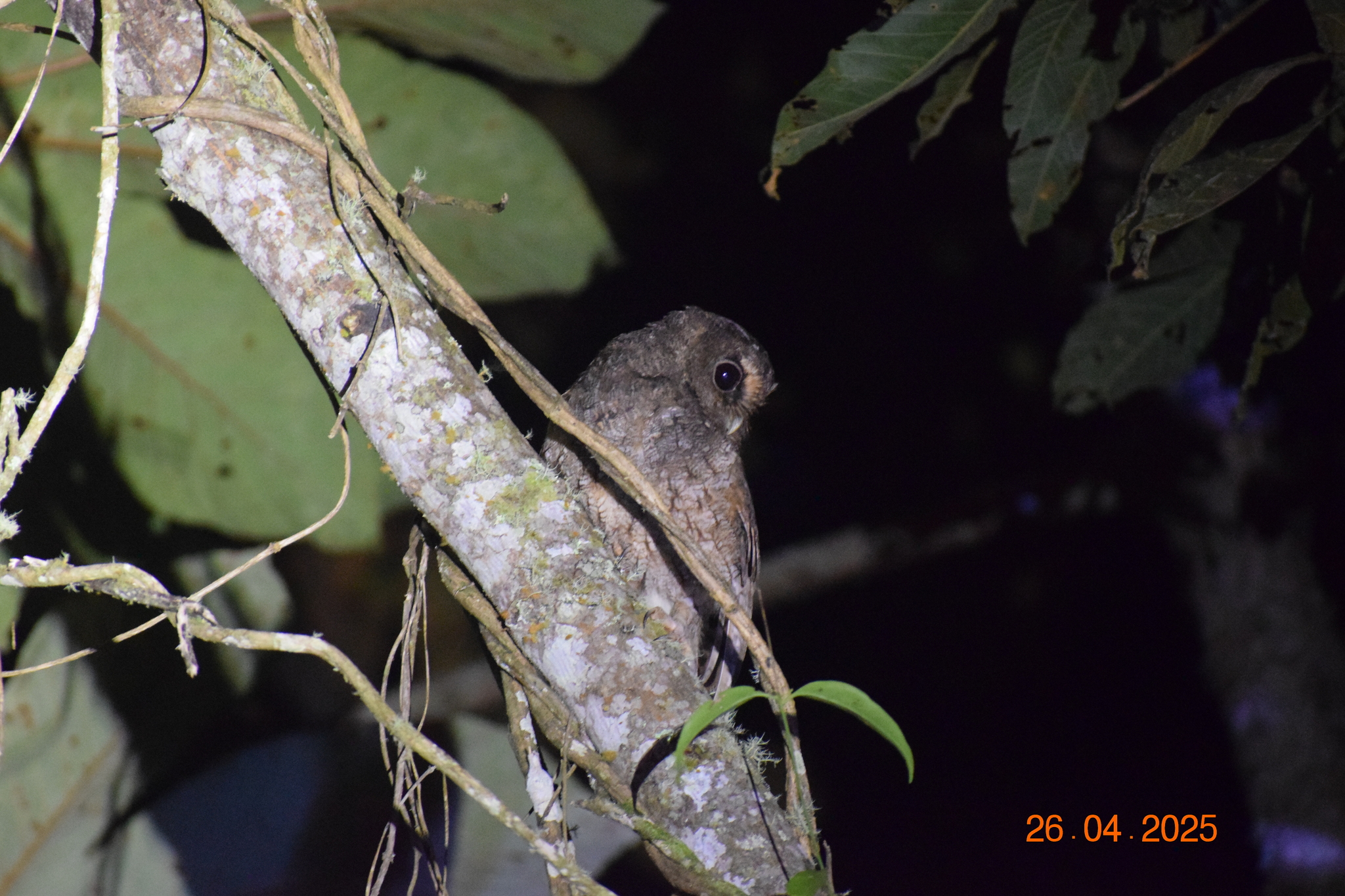 Rufescent Screech Owl (Megascops ingens), photo 4