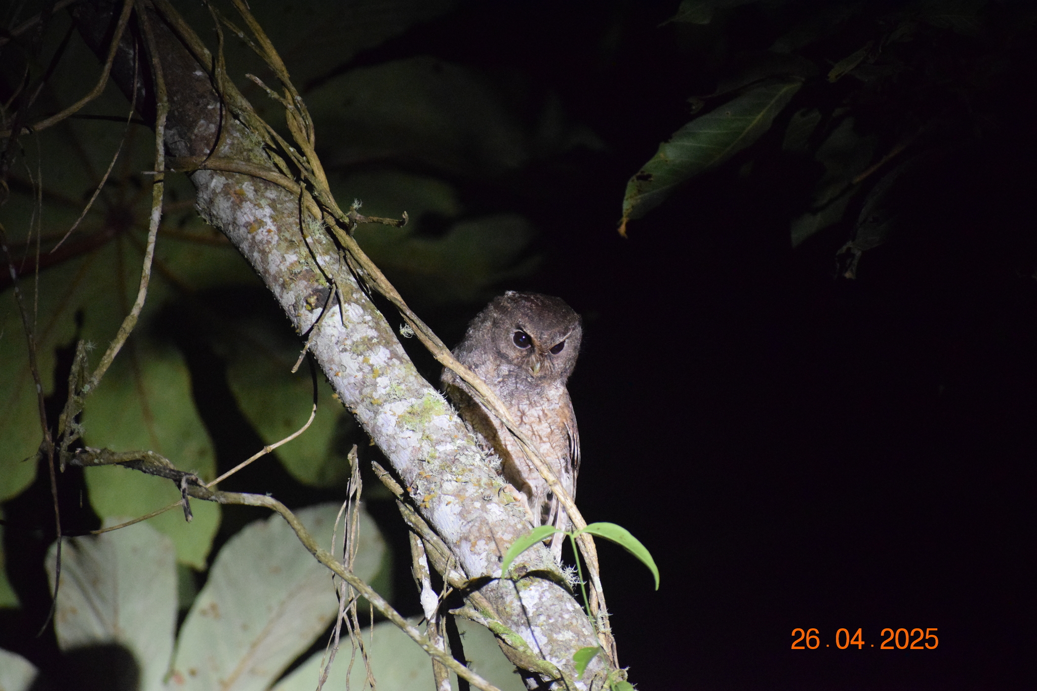 Rufescent Screech Owl (Megascops ingens), photo 5