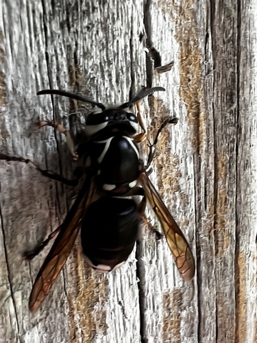 Bald-faced Hornet