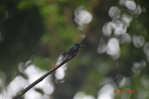Peruvian Racket-tail (Ocreatus peruanus)