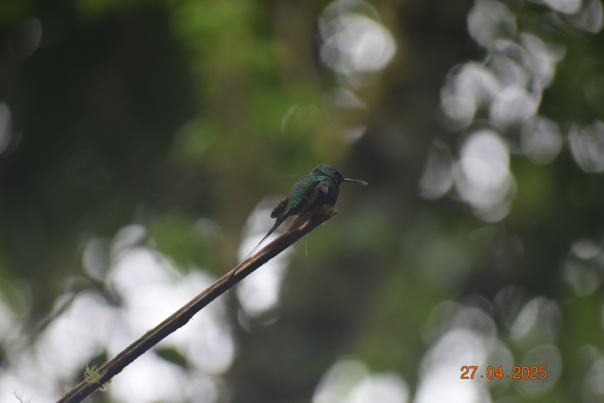 Peruvian Racket-tail (Ocreatus peruanus), photo 2