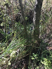 Carex decomposita