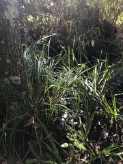 Carex decomposita
