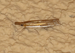 Crambus sperryellus
