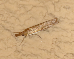 Crambus sperryellus