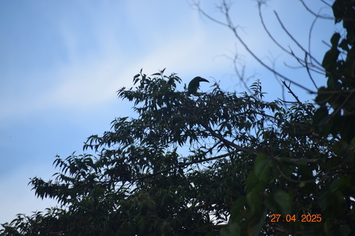 Black-throated Toucanet