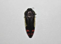 Acmaeodera chiricahuae