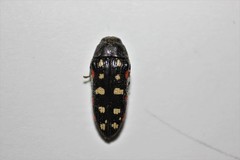 Acmaeodera gibbula