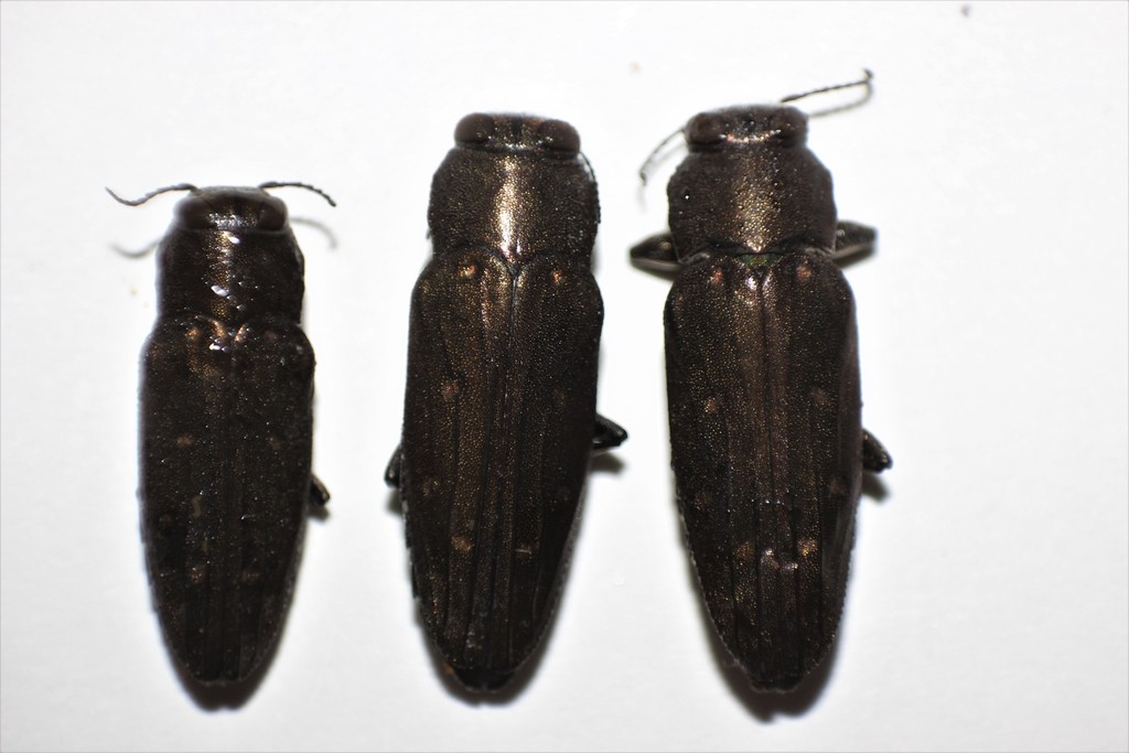 Knull's Chrysobothris