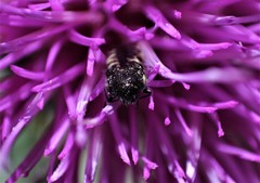 Acmaeodera decipiens