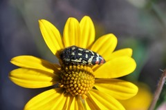 Acmaeodera disjuncta