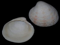 Antigona laqueata