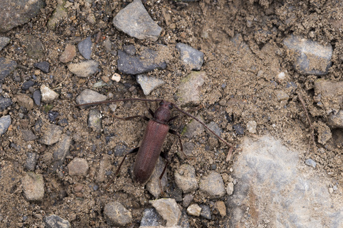 Arhopalus exoticus