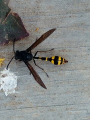 Phimenes flavopictus blanchardi