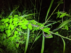 Dendrelaphis caudolineatus