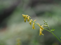 Corydalis raddeana