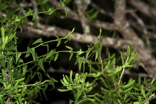 Arrowleaf Milkvine (Matelea sagittifolia)