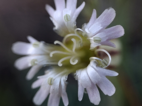 Silene grayi, 2025-07-19