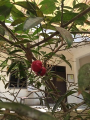 Phaleria macrocarpa