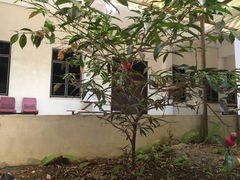Phaleria macrocarpa