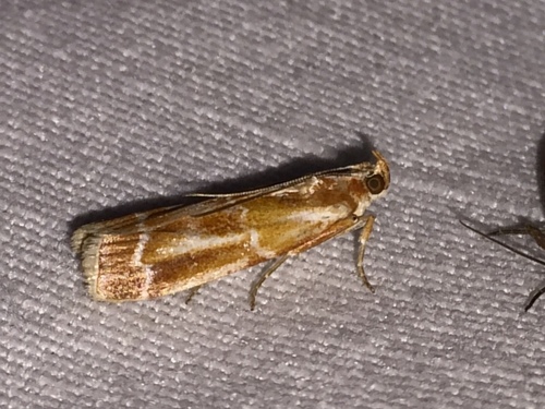 Rusty Pine Cone Moth photo 3