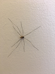 Phalangiinae