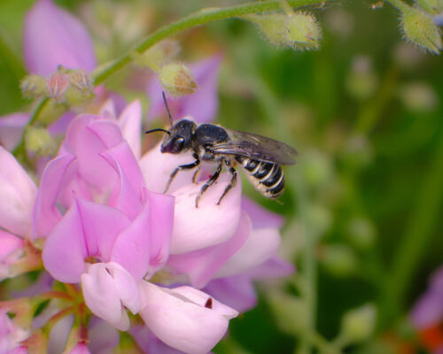 Megachile angelarum photo 6