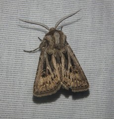 Agrotis gladiaria