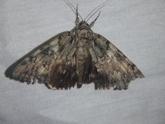 Catocala lacrymosa