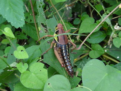 Brachystola behrensii
