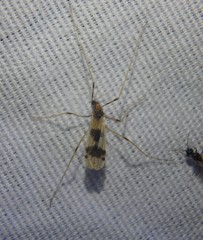 Erioptera venusta