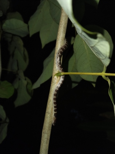 Lycodon subannulatus