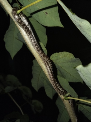 Lycodon subannulatus