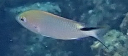 Pomachromis richardsoni observed 2025-07-20