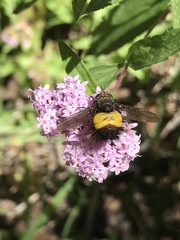 Xanthoepalpus bicolor