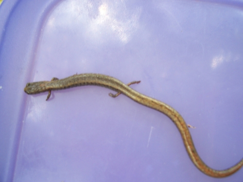 Gregarious Slender Salamander