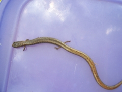 Batrachoseps gregarius