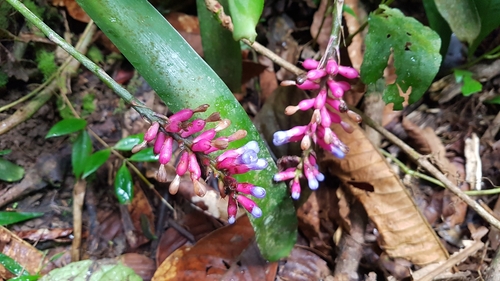 Aechmea gracilis, photograph 5