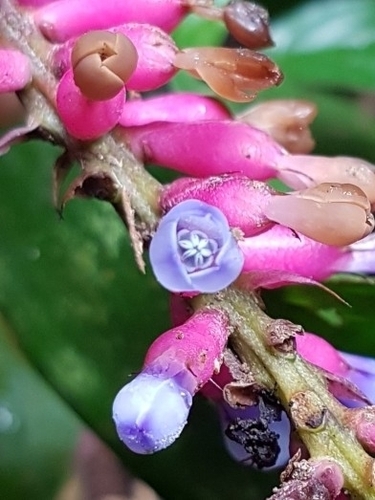 Aechmea gracilis, photograph 6
